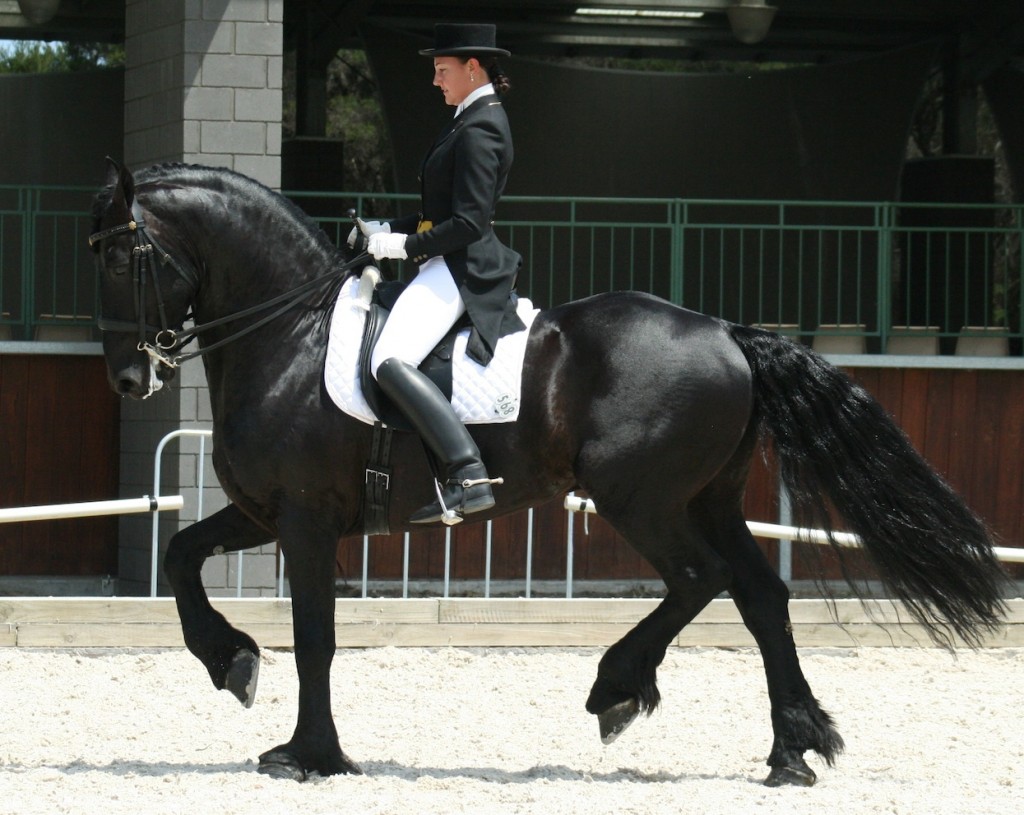 Ebony Park Abe - Friesian Dressage Stallion